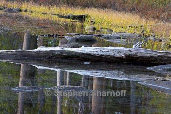 lakeshore reflections yosemite 2 graphic